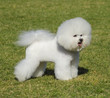 Bichon Frise dog