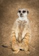 Cute meerkat standing
