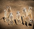 Clan of beautiful meerkats