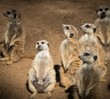 Clan of beautiful meerkats