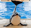 The orcas show in Loro Parque, Tenerife, Spain