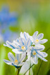 Sternhyazinthe