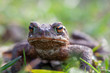 Kroete (Erdkroete - bufo bufo)