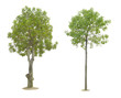 Foto: plant tree plant tree