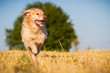 Golden Retriever in Action