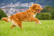 Nova Scotia Duck Tolling Retriever in Bewegung