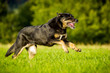 Mischlingshund in Bewegung