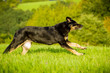 Mischlingshund in Bewegung