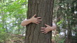 Hugging a tree. A woman puts her arms around a tree.