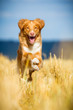 Nova Scotia Duck Tolling Retriever