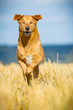 Mischlingshund in Action