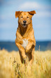 Mischlingshund in Action