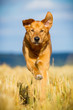 Mischlingshund im Feld