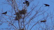 Flying Crows Nestling Nests, Ravens in Flight