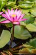 the violet lotus