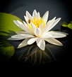 Water Lily