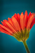 Gerber Daisy