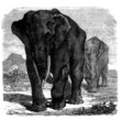 Wild Elephants