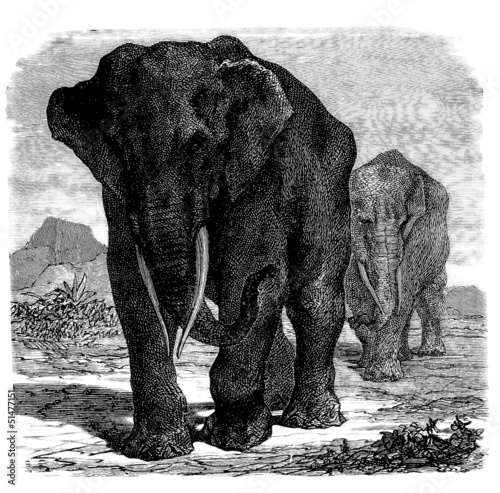 Illustration: Wild Elephants Wild Elephants