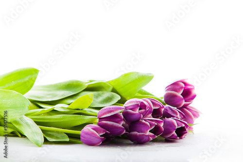 Photo: Isolated Purple Tulips. Isolated Purple Tulips.