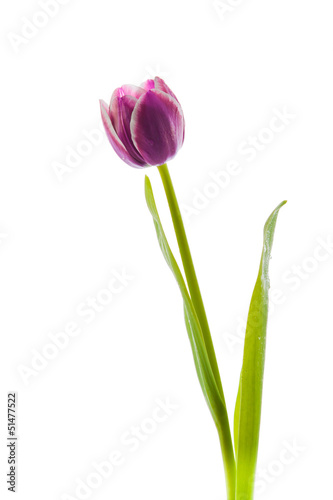 Photo: Isolated Purple Tulips. Isolated Purple Tulips.