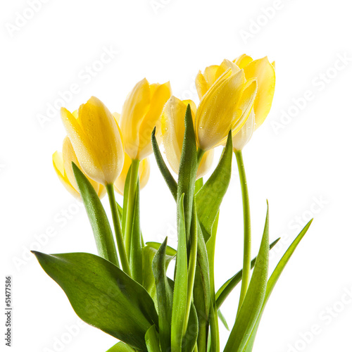 Photo: Beautiful bouquet of yellow tulips on a white background. Beautiful bouquet of yellow tulips on a white background.