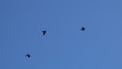 Flying Crows,  Ravens in Flight