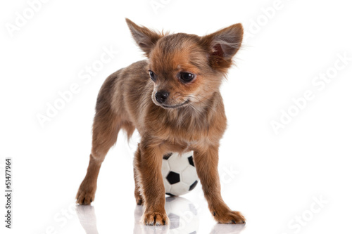 Photo: Chihuahua , 5 months old. chihuahua dog isolated on white backgr Chihuahua , 5 months old. chihuahua dog isolated on white backgr