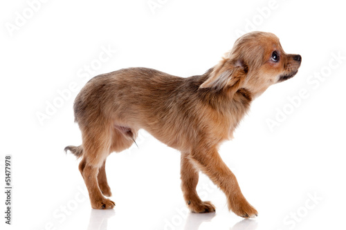 Photo: Chihuahua , 5 months old. chihuahua dog isolated on white backgr Chihuahua , 5 months old. chihuahua dog isolated on white backgr