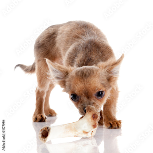 Photo: Chihuahua , 5 months old. chihuahua dog isolated on white backgr Chihuahua , 5 months old. chihuahua dog isolated on white backgr
