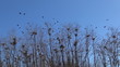 Flying Crows Nestling Nests, Ravens in Flight