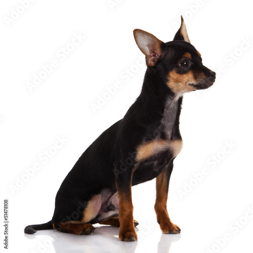 Photo: Chihuahua dog on white background. Chihuahua dog on white background.