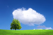 Tree on green field