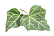 Efeu (Hedera helix) Zwei Blätter