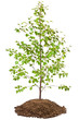Young birch tree