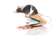 Farbmaus sitzt auf Geldbörse - mouse sitting on purse