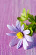 Strahlenanemone