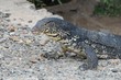 Monitor lizard