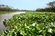Wasserpflanzen im Mekongdelta