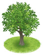 Tree in green field