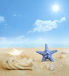 Starfish on the beach on sand with shells background concept