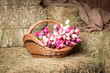 Tulips in the basket on the background of hay.