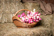 Tulips in the basket on the background of hay.