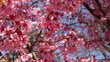 Washington DC cherry blossom tree filled with honey Bees