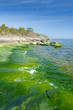 Vertical landscape of green coast
