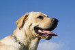 Labrador