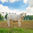 Photo: Cow on a summer pasture Cow on a summer pasture