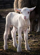 young lamb