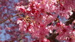 Washington DC Cherry Blossom Festival