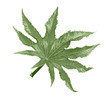 Leaf of castor oil tree
